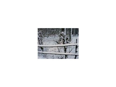 Photo Small Snowy Wood Fence Landscape