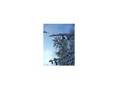 Photo Small Snowy Tree Landscape