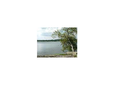 Photo Small Tree On Lake Rock Shore Landscape