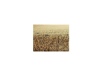 Photo Small Oats Field Landscape