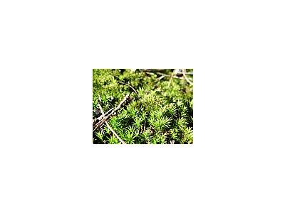 Photo Small Moss Landscape