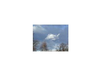 Photo Small Forest 44 Landscape