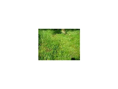 Photo Small Grass 3 Landscape