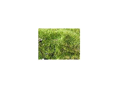 Photo Small Moss 2 Landscape