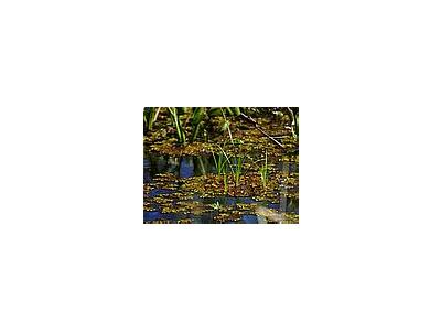 Photo Small Swamp Landscape