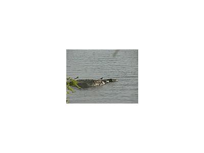 Photo Small Bird On Lake Rock Landscape