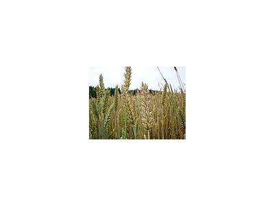 Photo Small Wheat Landscape