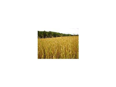 Photo Small Wheat 3 Landscape