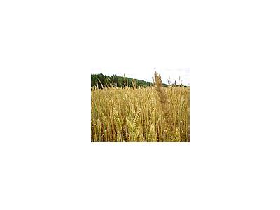 Photo Small Wheat 4 Landscape