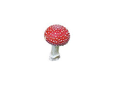 Photo Small Amanita Muscaria Object