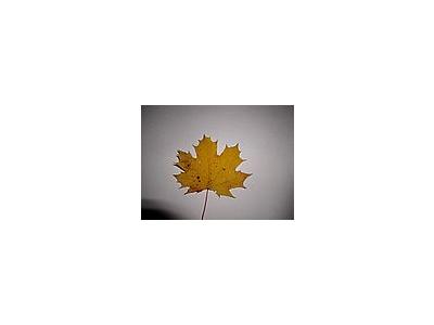 Photo Small Leaf 2 Object