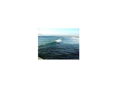 Photo Small Surfing At Ocean Beach Ocean