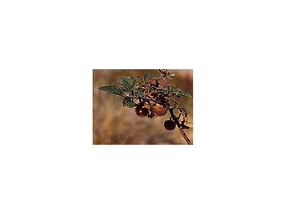 Photo Small Thorny Seed Pod Plant