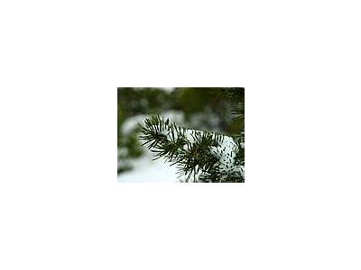 Photo Small Winter Pines Plant