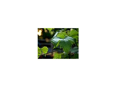 Photo Small Grape Leaf Plant