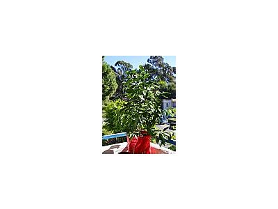 Photo Small Lemon Tree Plant