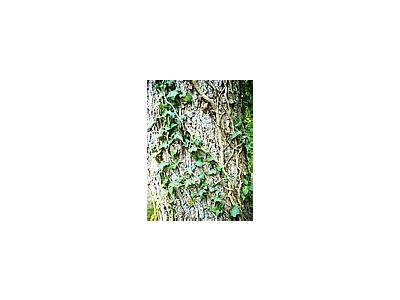 Photo Small Ivy Climbing Tree Plant