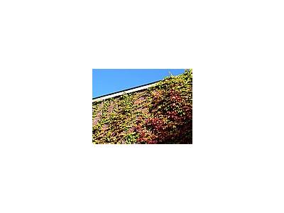 Photo Small Ivy On Wall Plant
