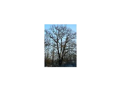 Photo Small Oak Tree In Winter Plant