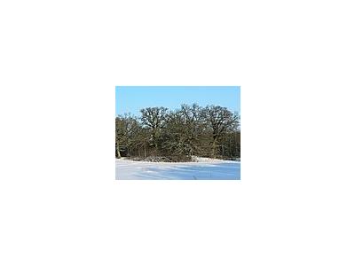 Photo Small Oak Trees A Clear Winter Day Plant