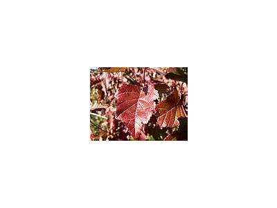 Photo Small Red Autumn Leaves Plant