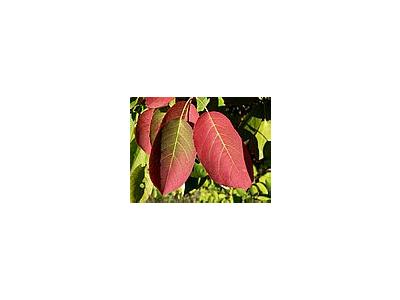 Photo Small Red Autumn Leaves 2 Plant