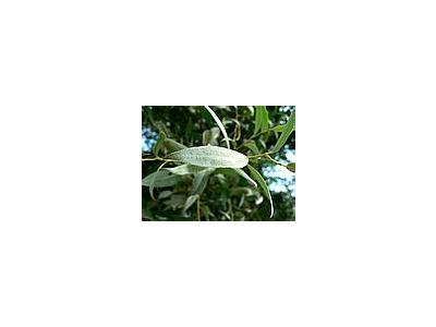 Photo Small Silver Furred Leaves Plant