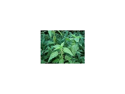 Photo Small Stinging Nettles Plant