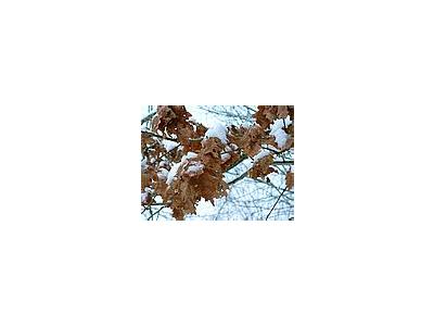 Photo Small Winter Oak Leaves Plant