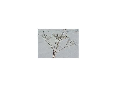 Photo Small Withered Plant In Winter Plant