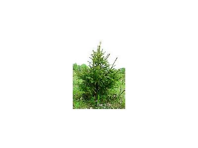 Photo Small Young Spruce Plant