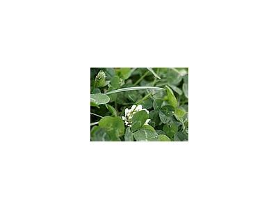 Photo Small Trefoil Plant