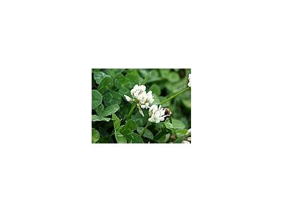 Photo Small Trefoil 2 Plant