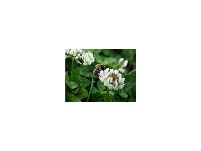 Photo Small Trefoil 3 Plant