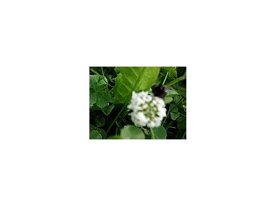 Photo Small Trefoil 4 Plant