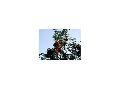 Photo Small Rowanberry Plant