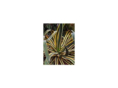 Photo Small Agave Cactus Plant