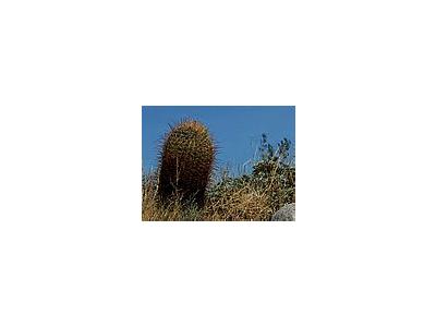 Photo Small Barrel Cactus Plant