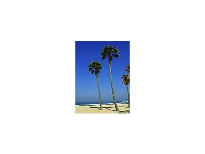 Photo Small Beach Palm Trees Plant