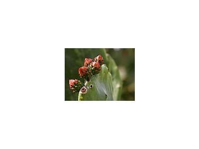 Photo Small Beavertail Cactus Plant