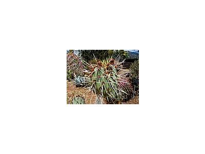 Photo Small Cactus 2 Plant