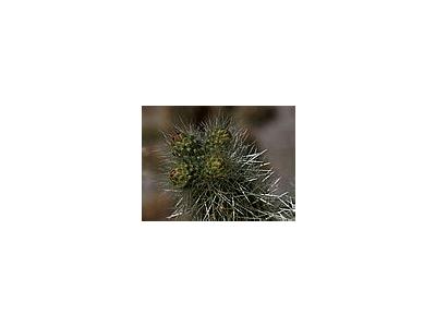 Photo Small Cactus Needles Plant