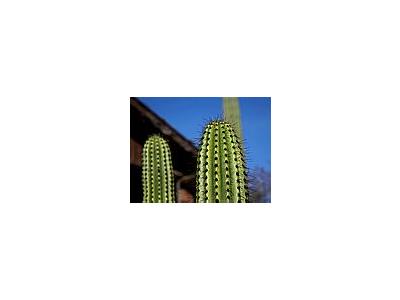 Photo Small Cactus Needles 2 Plant