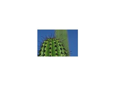 Photo Small Cactus Thorns Plant