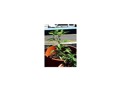 Photo Small Chilis Plant