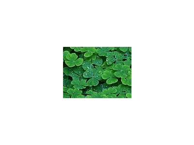 Photo Small Clover Plant