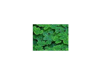 Photo Small Clover Plant