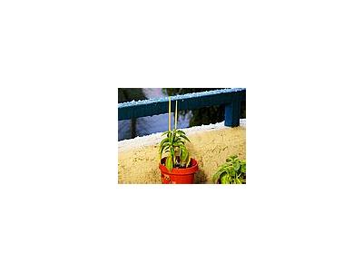 Photo Small Flowerpot Plant Plant