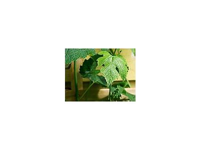 Photo Small Grape Leaf 2 Plant