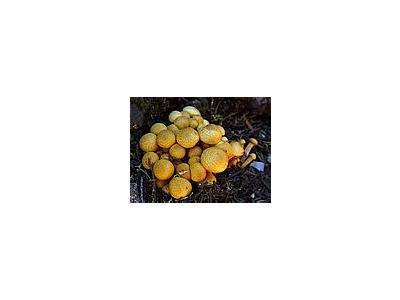 Photo Small Mushrooms Plant